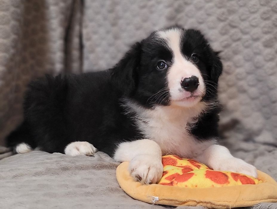 Border Collie Suczka Piesek  Śliczny Szczeniak