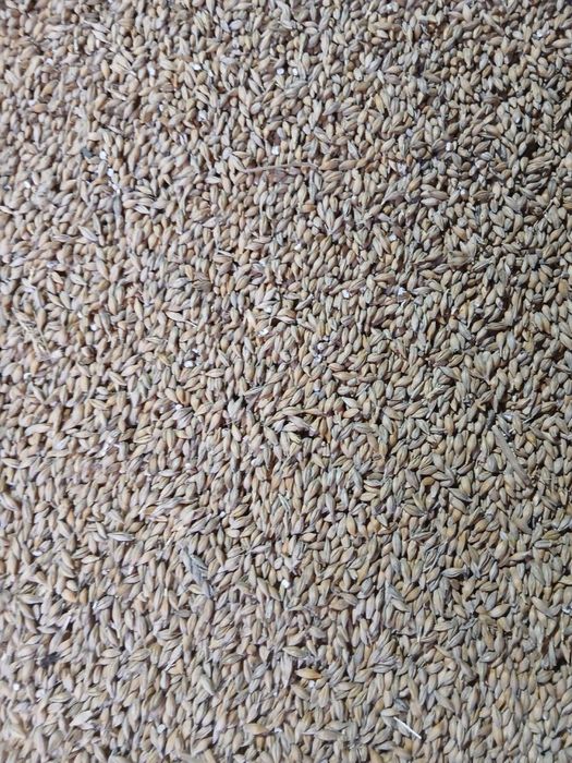 Продам Ячмінь, Пшеницю