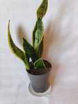 SANSEVERIA z dużą zaszczepką, wysokość 50cm