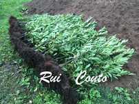 Lauros sebe - raiz nua