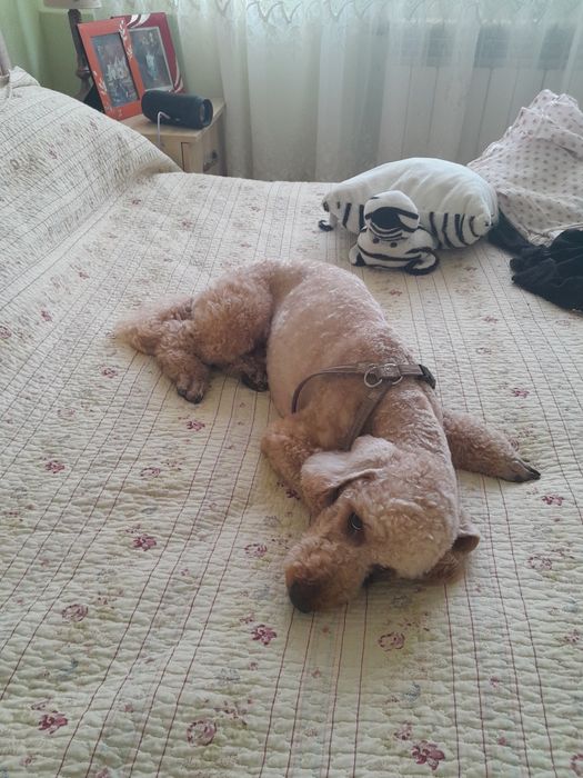 Вязка карликовий пудель