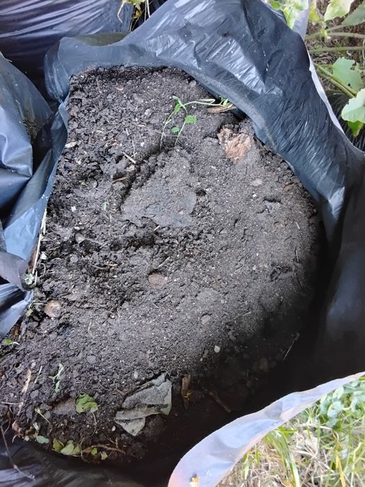 Kompostowany obornik koński