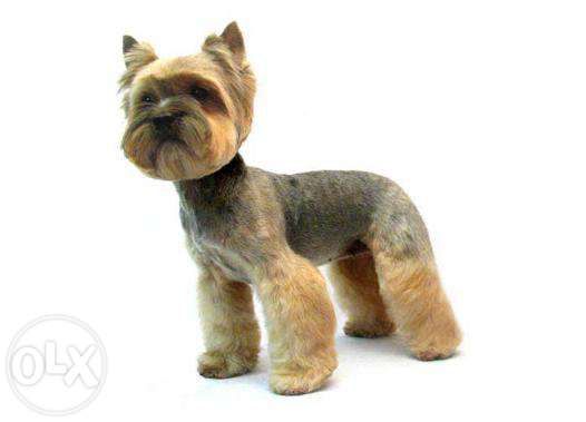 Стрижка собак, груминг