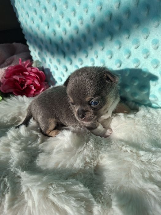 Chihuahua krótkowłosy blue tan Lucek