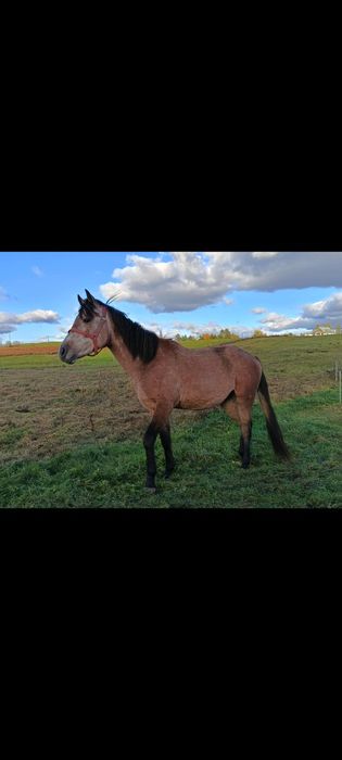 Wałach zmieni stajnie