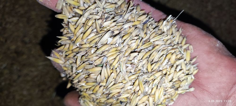 Owies kwalifikowany Bingo pierwszy rok z centrali