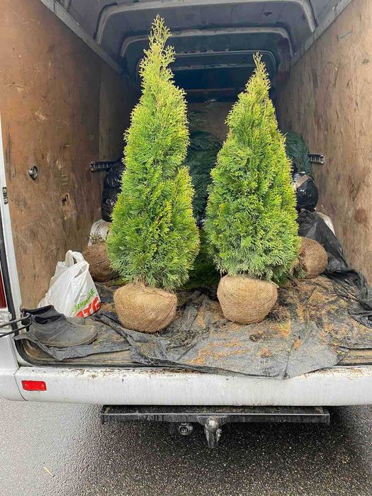 ТУЯ СМАРАГД ОТ 1,00-2,40М. від 300грн.