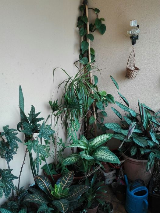 Plantas diversas