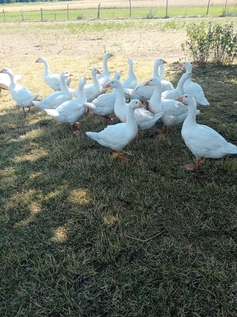 Gęsi młode białe 2.5