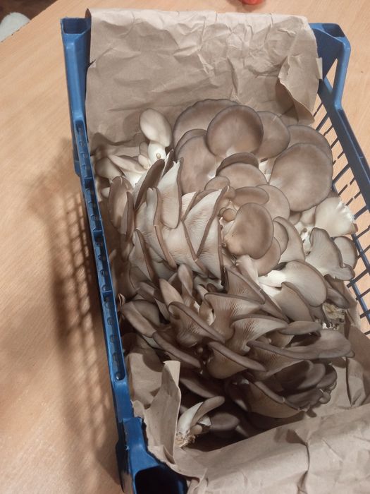 Вешенка,глива свіжа