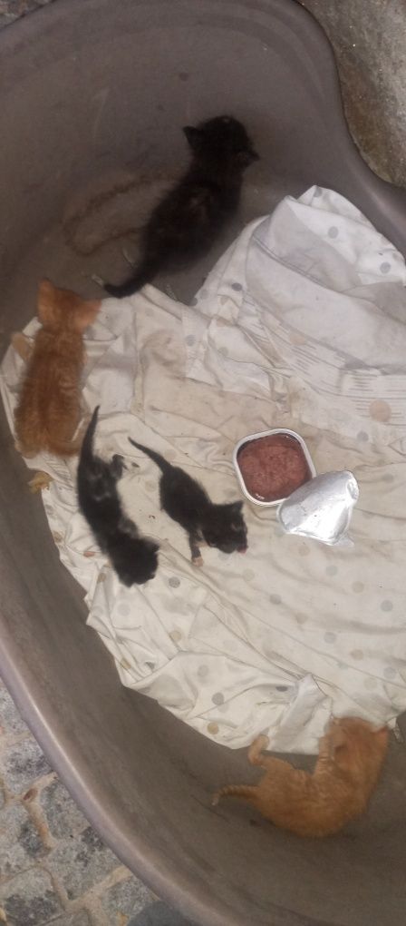 Gatinhos para adoção