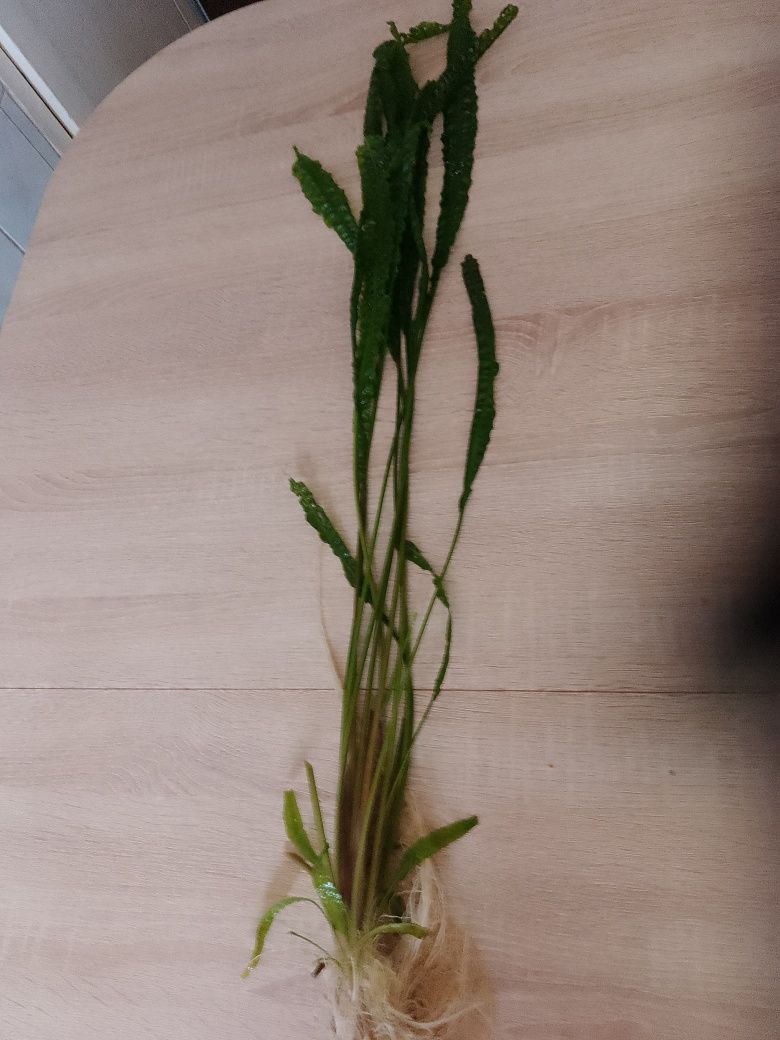 Kryptokoryna ,80 cm