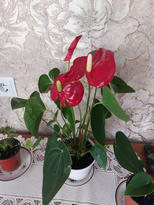 Продам Антуріум червоного та білого кольорів