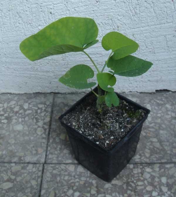 KOKORNAK WIELKOLISTNY - sadzonki w doniczkach