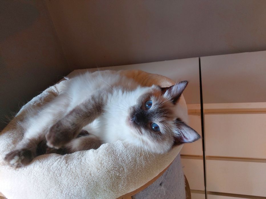 Zorro kocurek Ragdoll FPL /FIFE