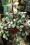 Ceropegia woodii.