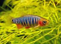 Danio erythromicron