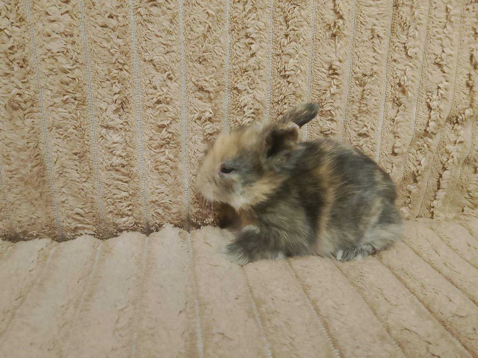 Декоративні кролики