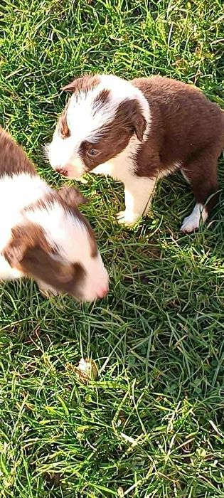 Border Collie  suczka brązowa