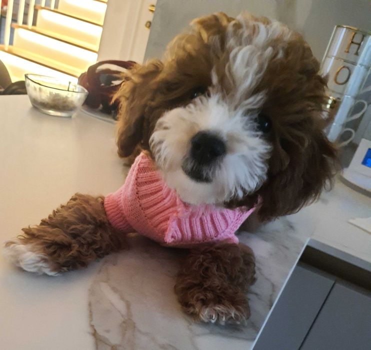 Śliczna sunia maltipoo