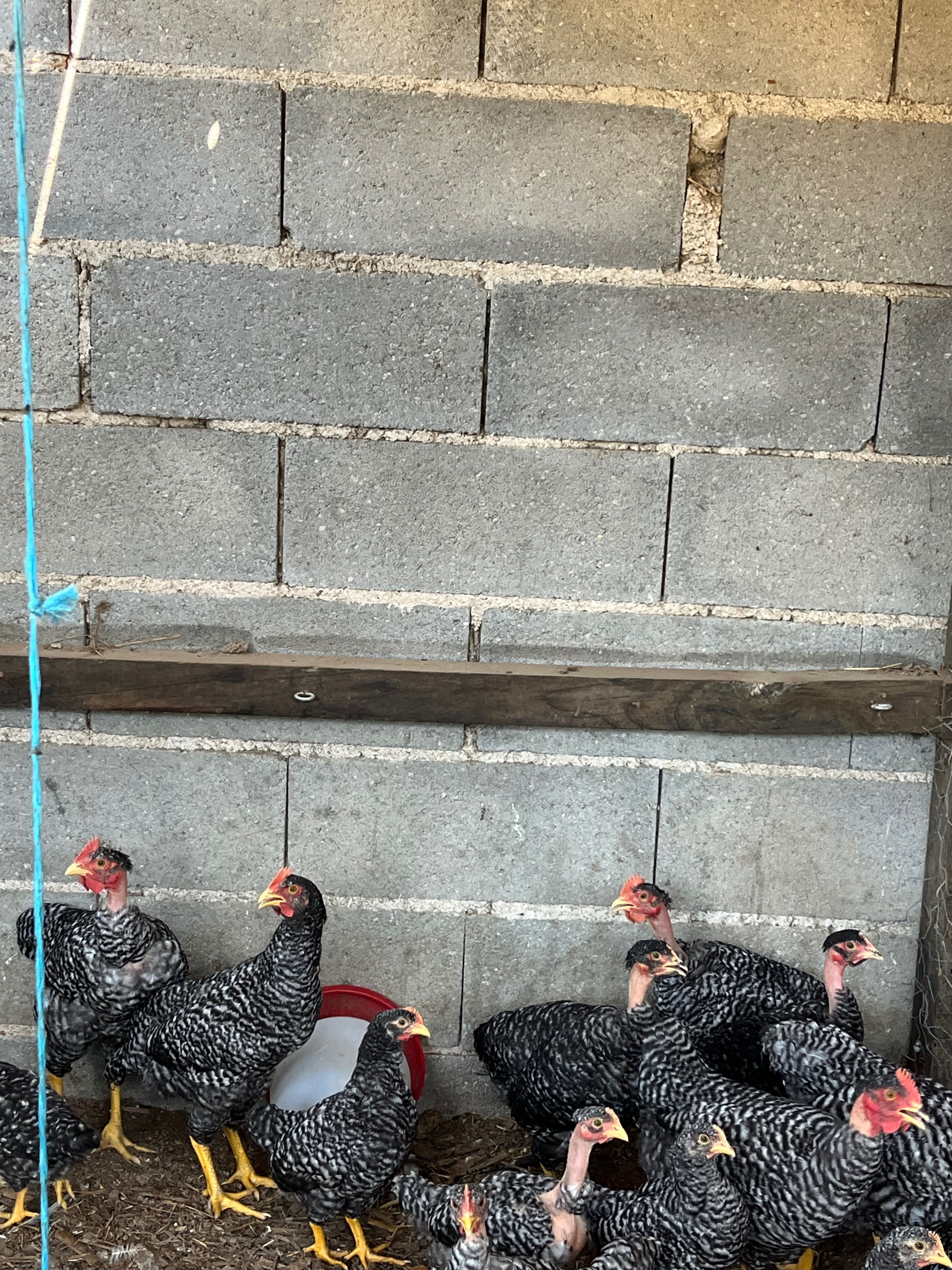 Galinhas e Galos Pedrezes Puros