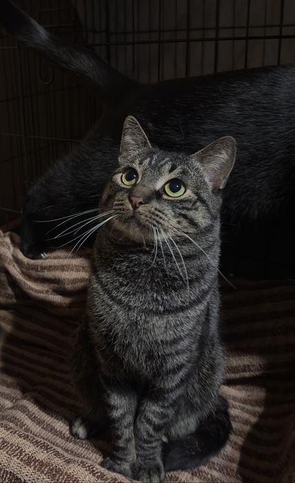 Kociaki do adopcji
