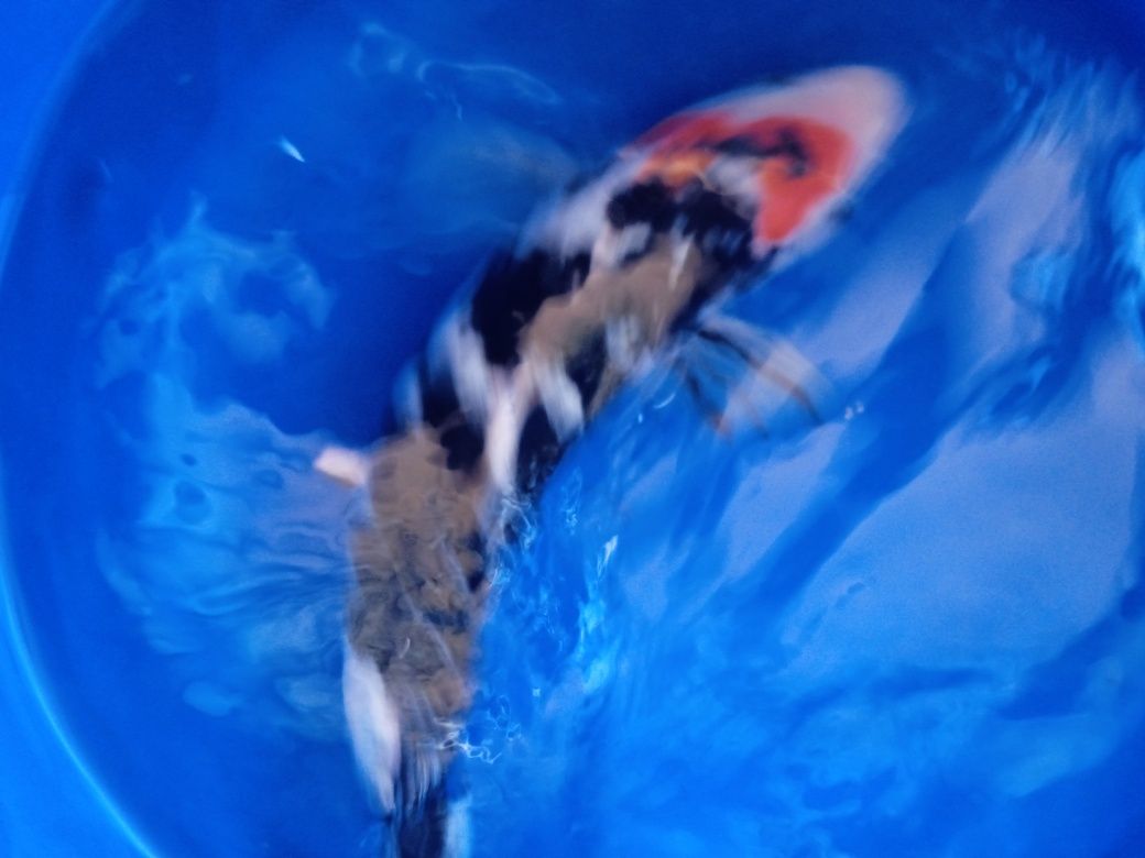 Carpa. Koi  showa