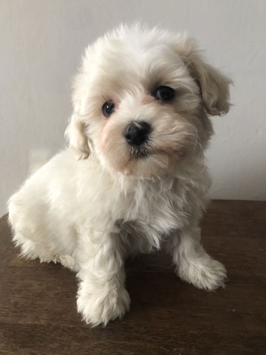 Maltipoo piesek