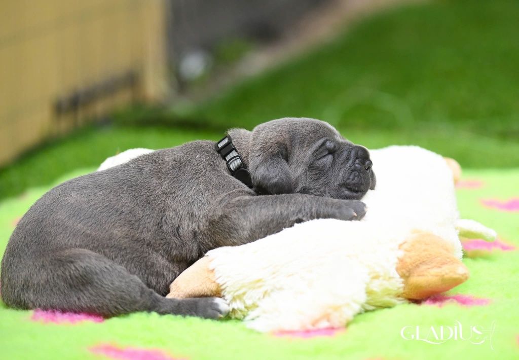 Cane corso ZKwP FCI pies Duke