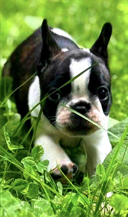 Buldog buldozek Francuski FCI ZkwP