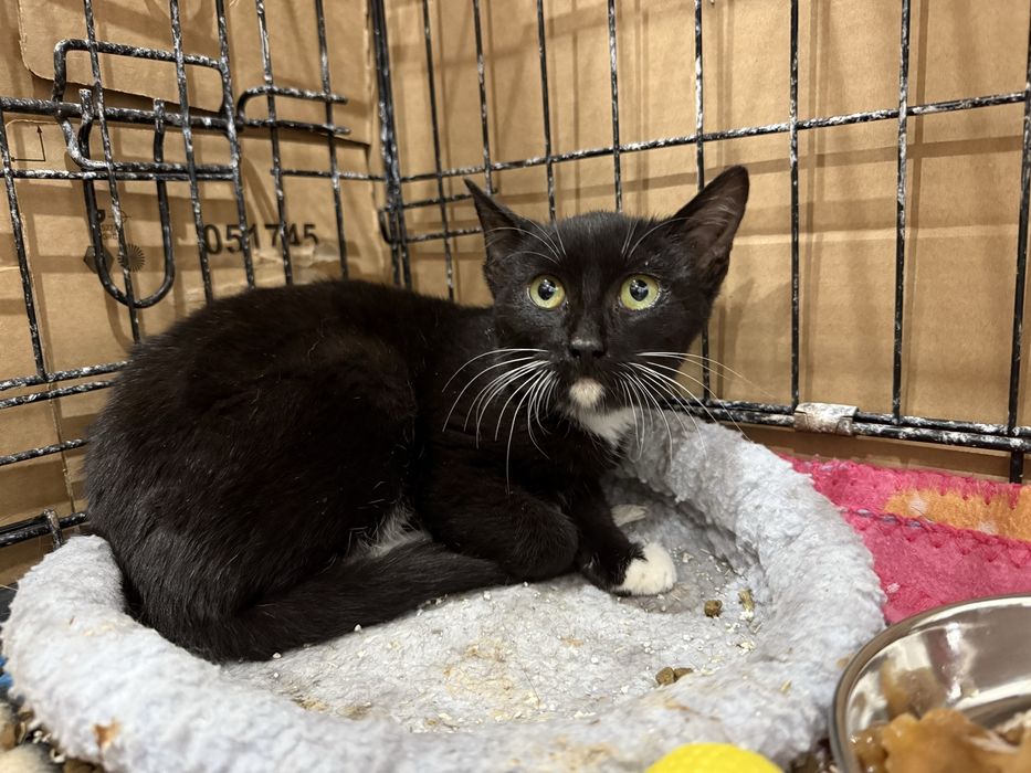 Gatinho 3 meses para adoção