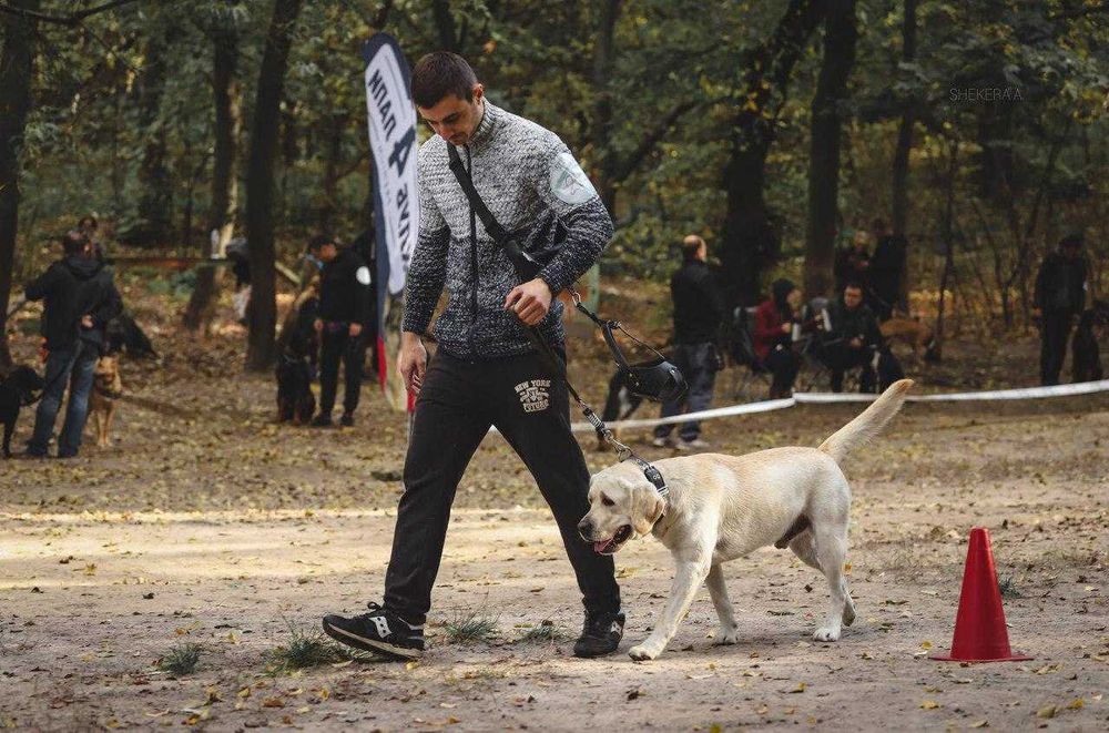 Лабрадор ретривер шукає дівчинку для вязки / лабрадор для вязки Київ