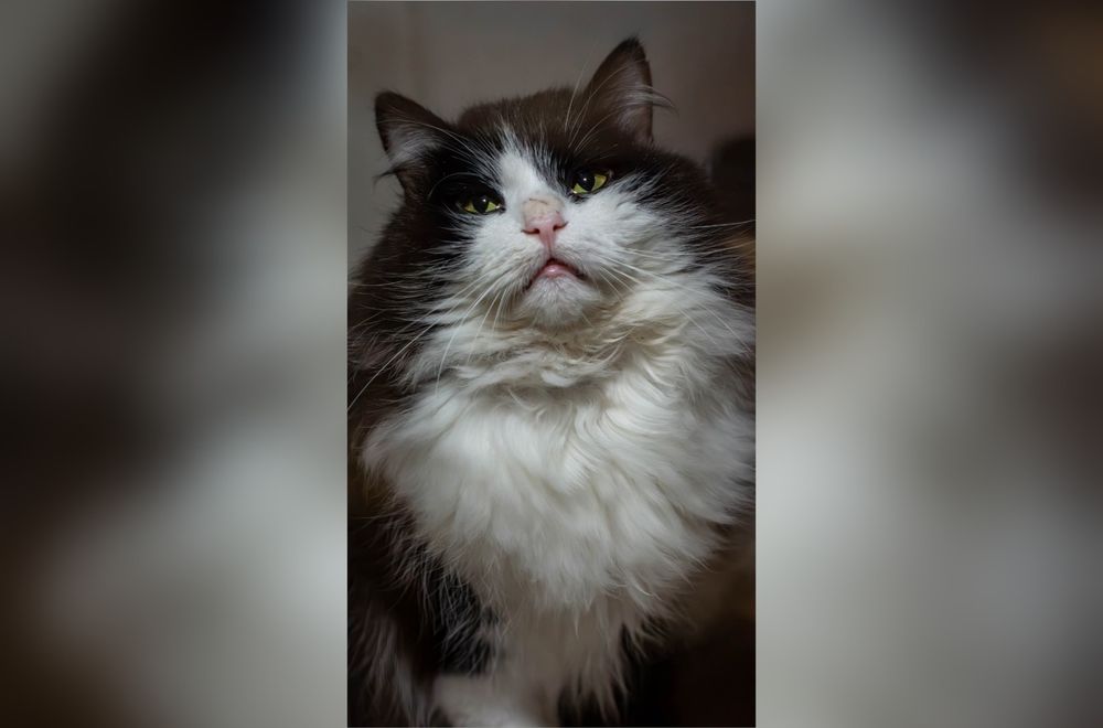 Cudowny Loki szuka domu!