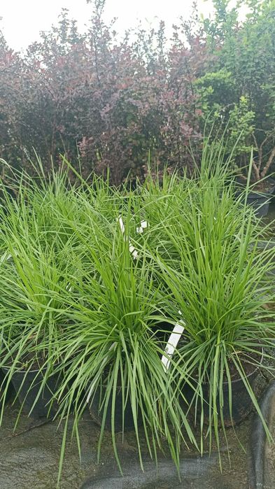 Trawy ozdobne różne odmiany