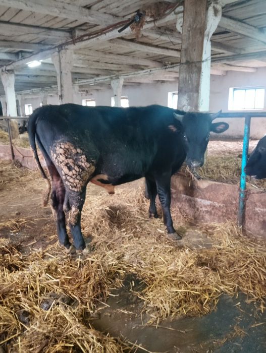 Продається бик..