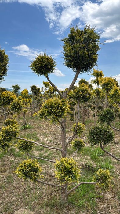 BONZAJ,kule na pniu,TUJAszmaragd,KULE