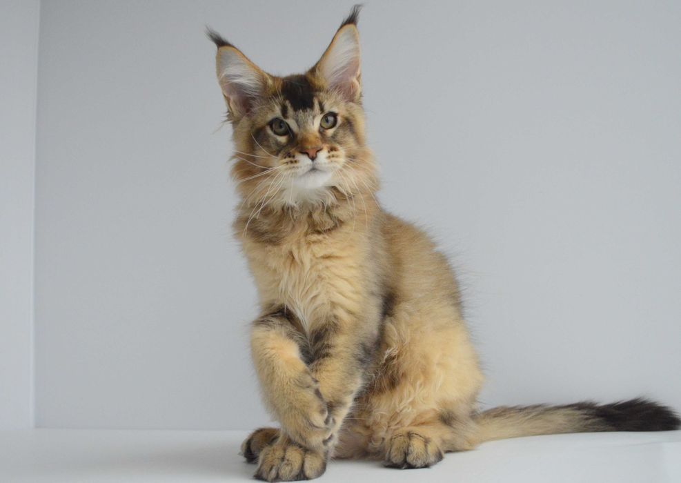 Мейн кун. Мальчик Neo 3мес.