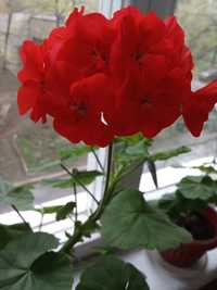 Пеларгония,цветущая красными