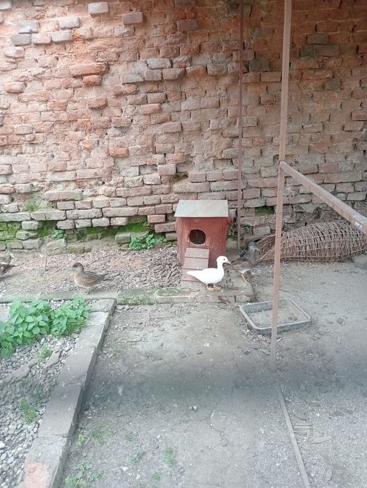 Sprzedam kaczki cyraneczki mandarynki