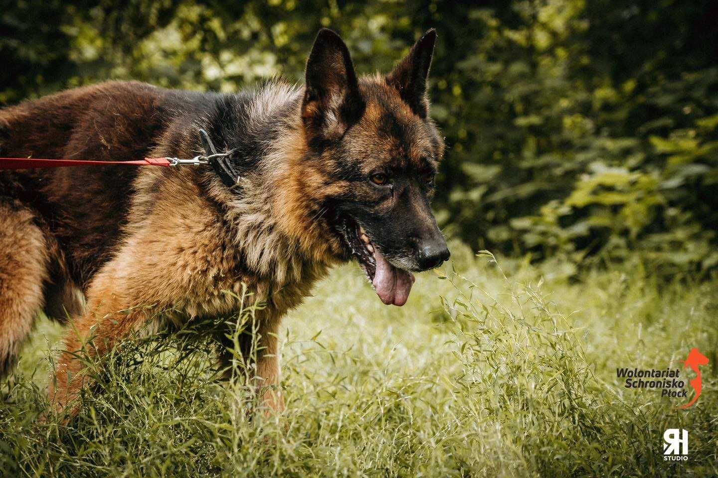 Zorro w typie owczarka niemieckiego szuka kochającego domu!