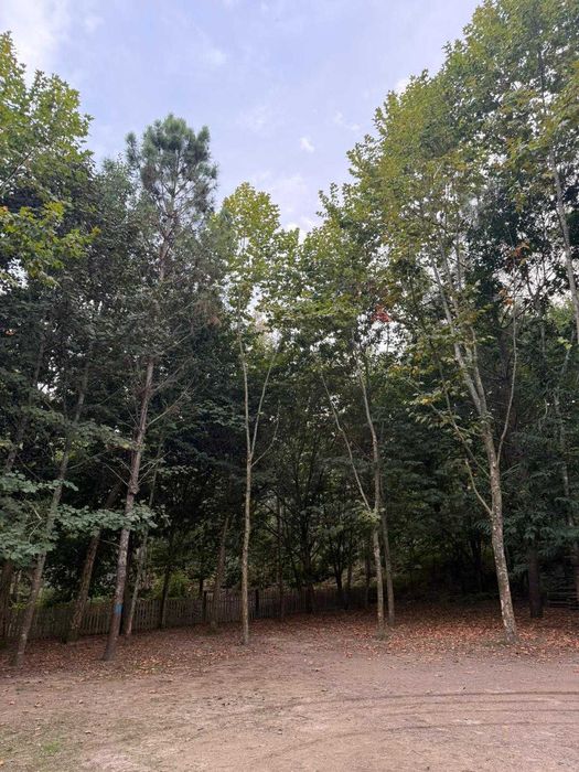 Espaço para Festas- Bosque do Choupal
