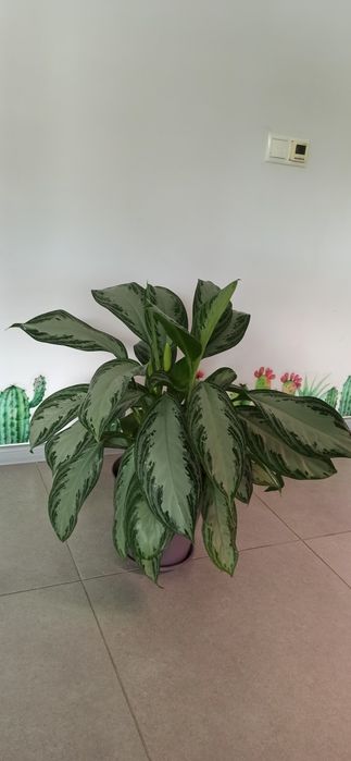 Великий Аглаонема Сильвер Бей в активному рості