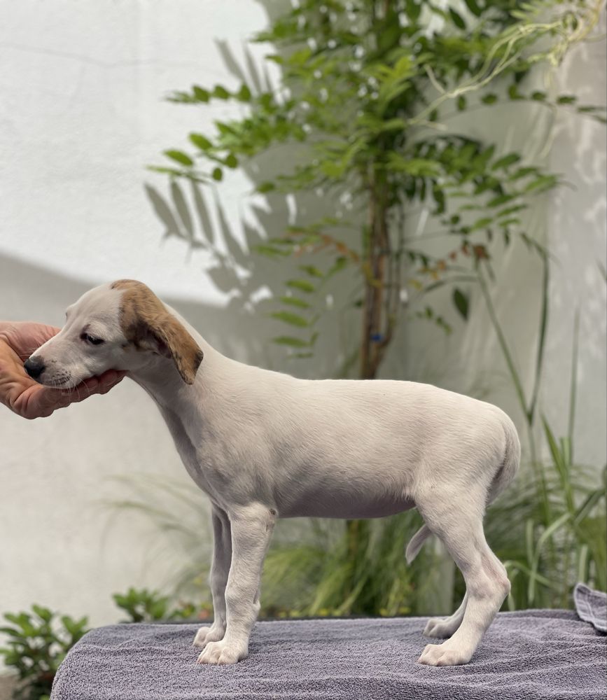 Whippet suczka ZKwP Revirado FCI gotowa do odbioru