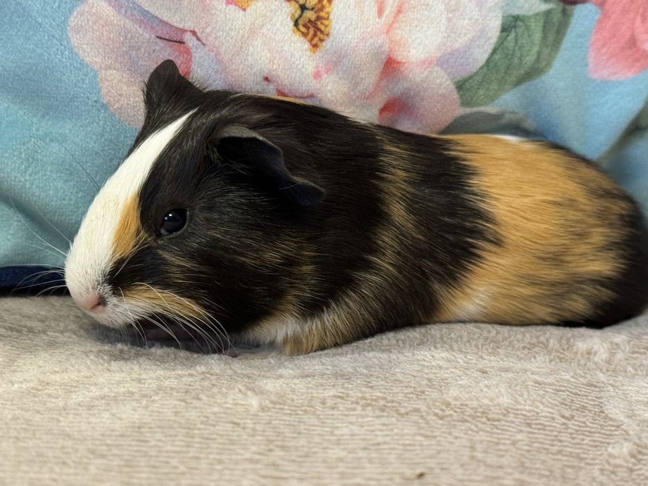 Cudna Samiczka Świnka Morska Kawia Domowa Gladkowlosa