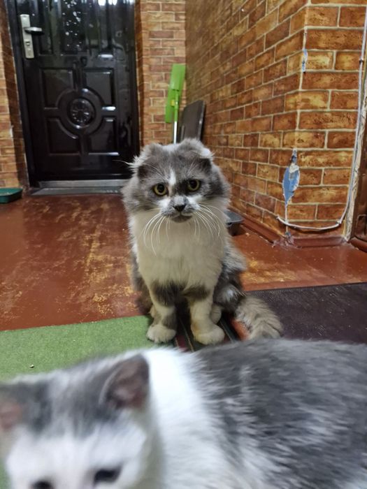 Котенок и мама кошка стерилизованная