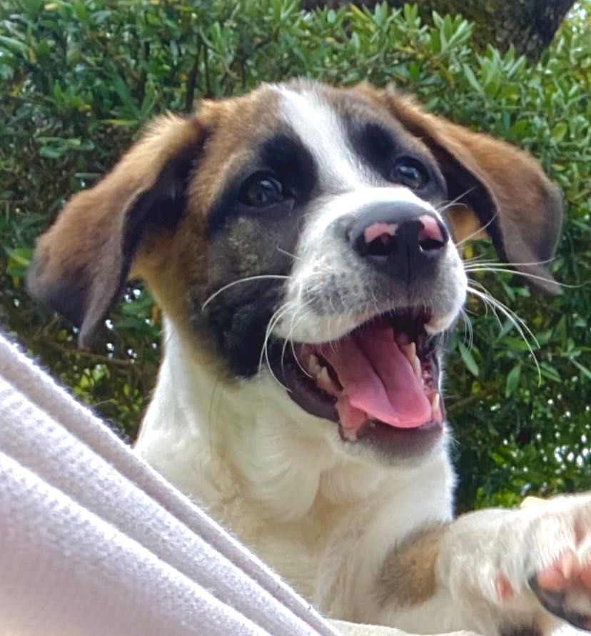 Cão com 1 ano de idade para adoção