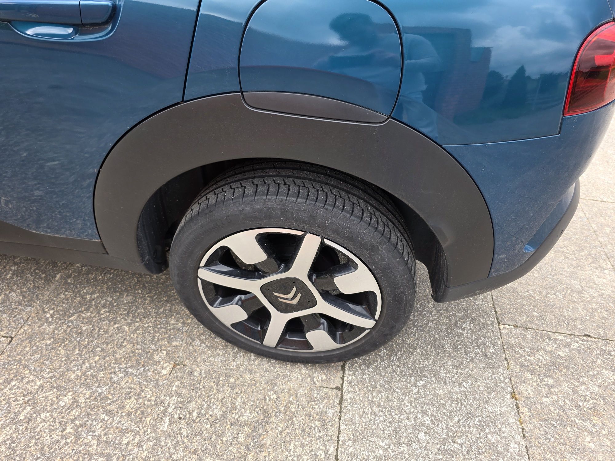 C4 cactus Shaine