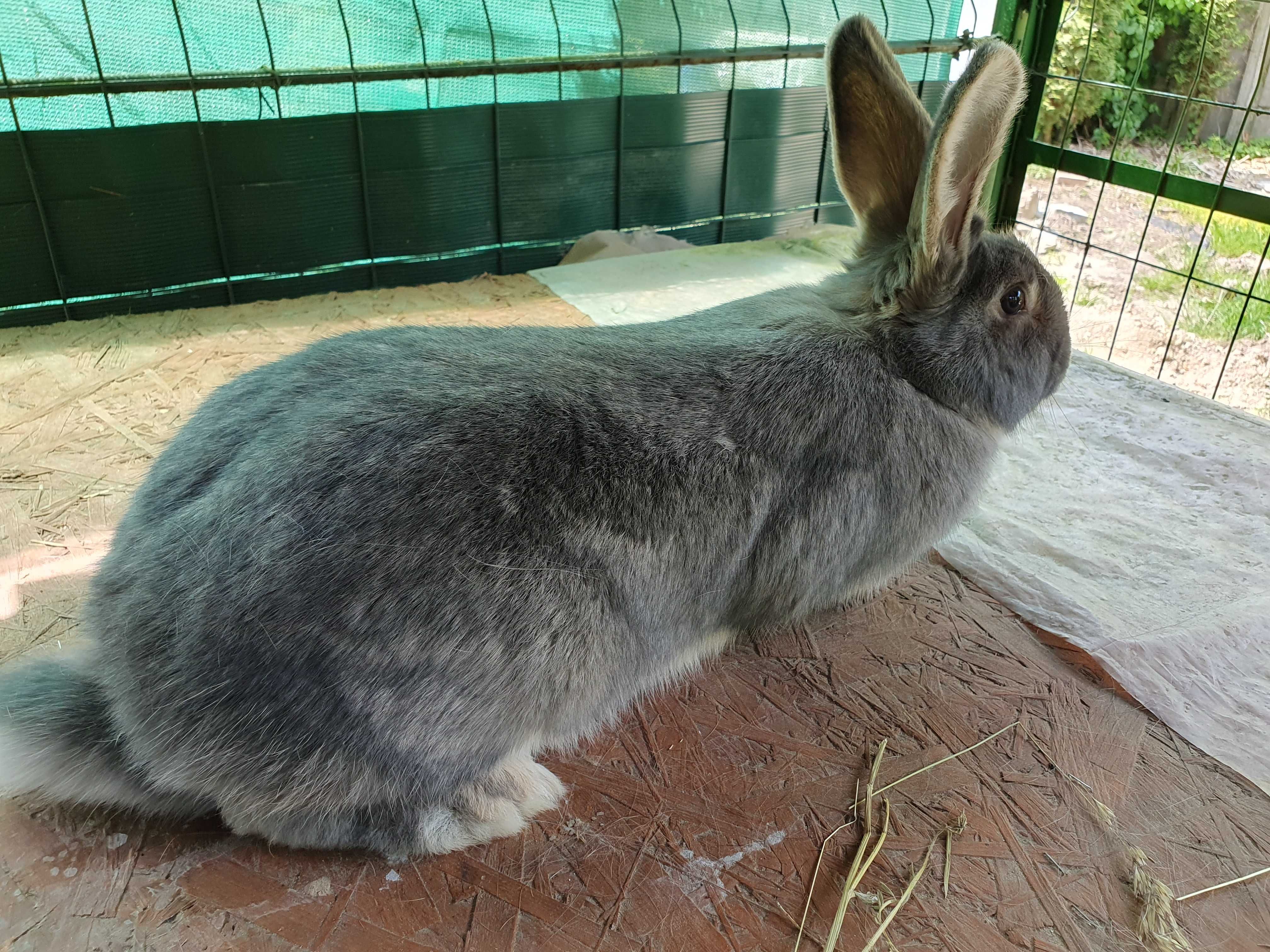 Królik - Niebieska samica po BOS oraz WN