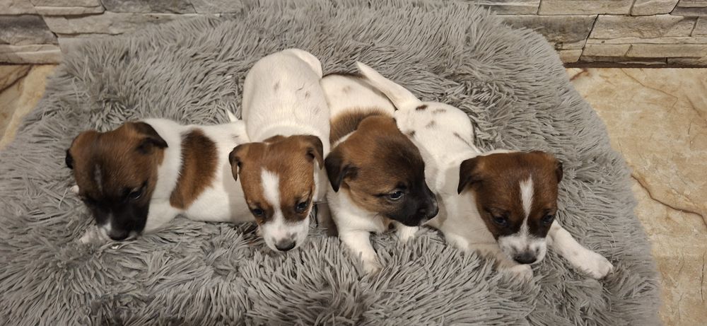 Szczenię jack Russell terrier z metryką