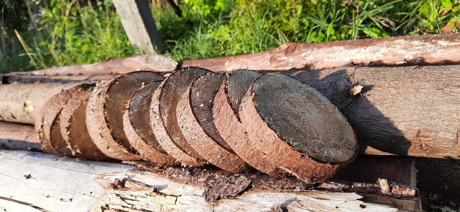 Plastry z drewna, krążki  drewniane